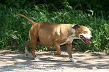 GESTATION - AMSTAFF 003